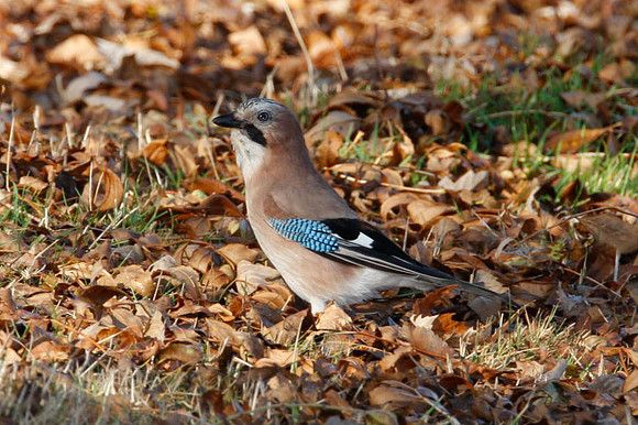Eurasian Jay (Garrulus glandarius)