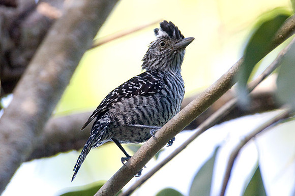 Barred Antshrike (Thamnophilus doliatus) male