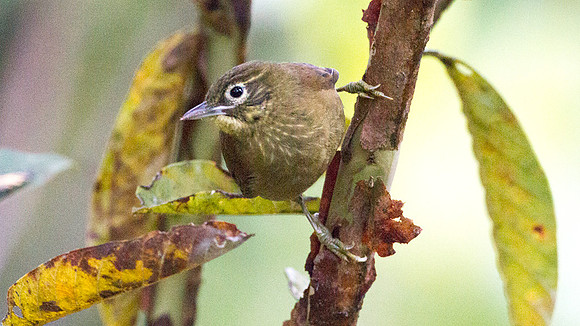 Montane Foliage-gleaner (Anabacerthia striaticollis)