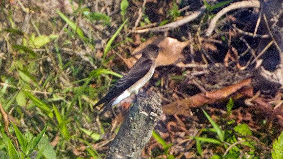 Southern Rough-winged Swallow (Stelgidopteryx ruficollis)