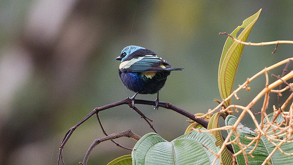 Blue-necked Tanager (Tangara cyanicollis)