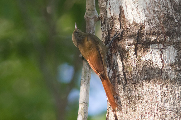 Olivaceous Woodcreeper (Sittasomus griseicapillus)