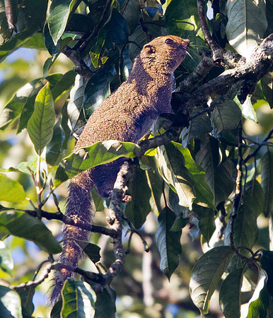 Black-striped squirrel (Callosciurus nigrovittatus)