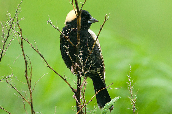 Bobolink (Dolichonyx oryzivorus)