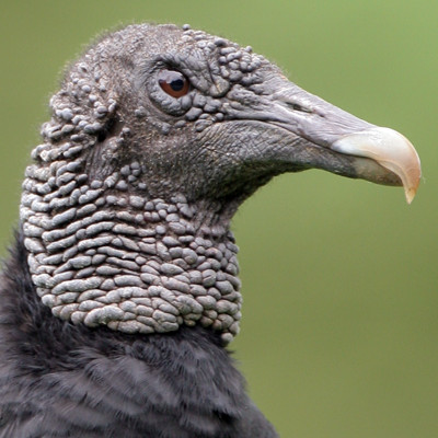 Black Vulture (Coragyps atratus) also known as American Black Vulture
