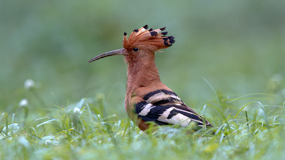 Hoopoe (Upupa epops)