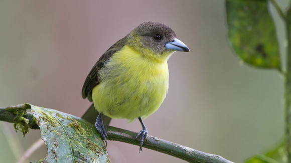 Lemon-rumped Tanager (Ramphocelus icteronotus)