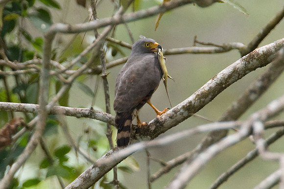 Roadside Hawk (Buteo magnirostris)
