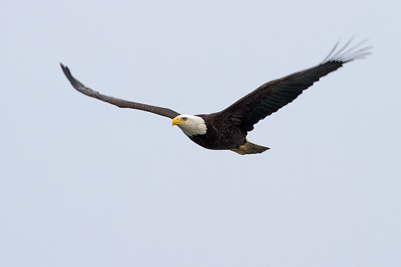 Bald Eagle (Haliaeetus leucocephalus)