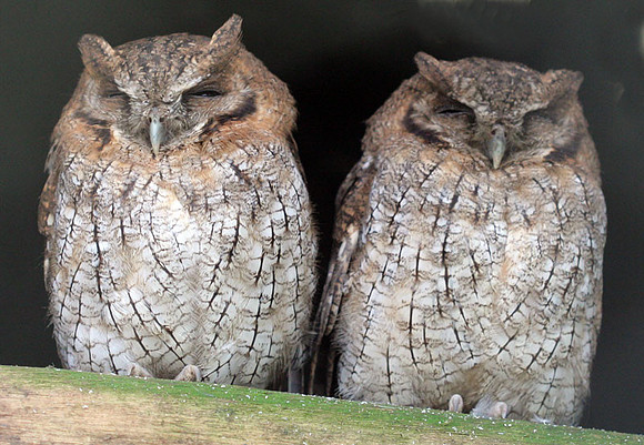 Tropical Screech Owl (Megascops choliba)