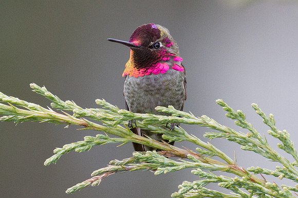Anna's Hummingbird (Calypte anna)