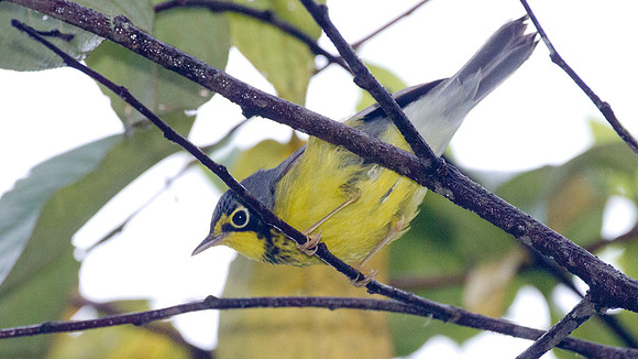 Canada Warbler (Cardellina canadensis)