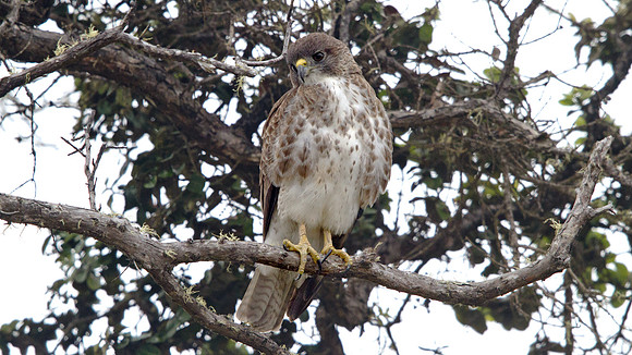 Hawaiian Hawk or ʻIo (Buteo solitarius)