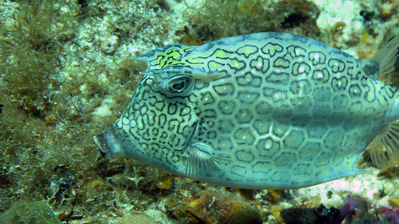 Honeycomb Cowfish (Acanthostracion polygonius)