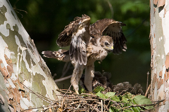 Red-shouldered Hawk (Buteo lineatus) juvenile