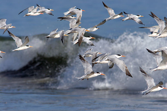 Elegant Tern (Thalasseus elegans)