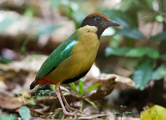 Noisy pitta (Pitta versicolor)