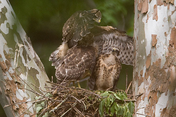 Red-shouldered Hawk (Buteo lineatus) juvenile