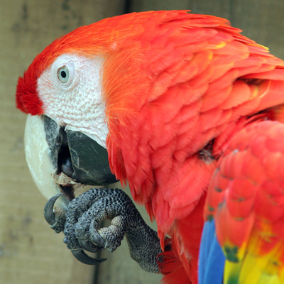 Scarlet Macaw (Ara macao)