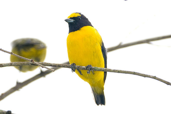 Scrub Euphonia (Euphonia affinis)