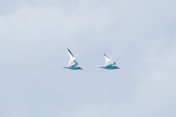 Red-billed Tropicbird (Phaethon aethereus)