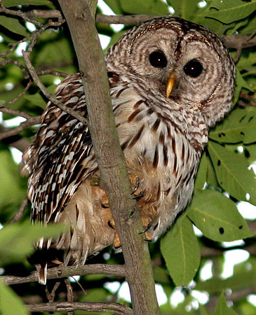 Barred Owl (Strix varia)