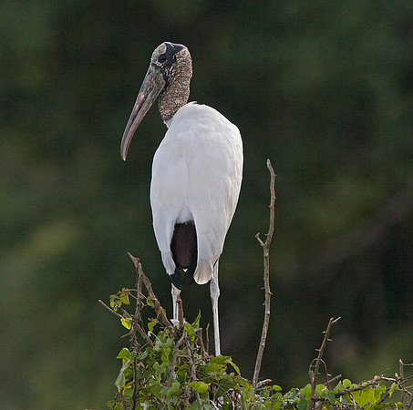 Wood Stork (Mycteria americana)