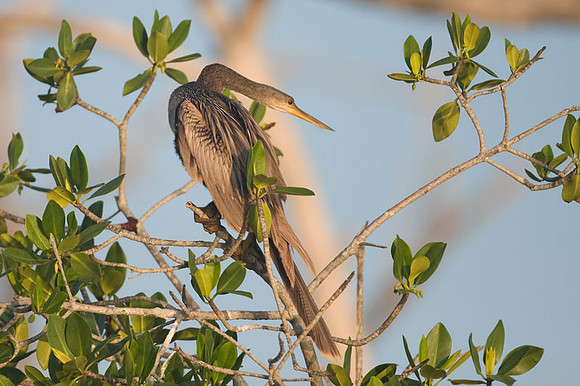 Anhinga (Anhinga anhinga)