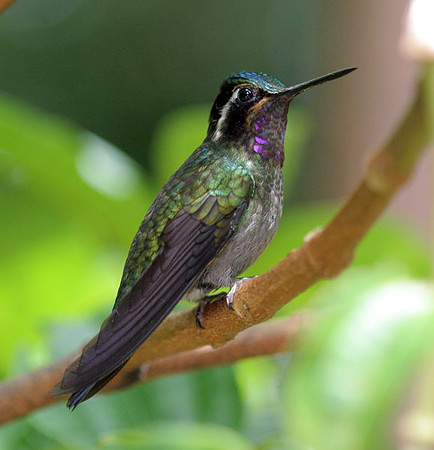 Purple-throated Mountaingem (Lampornis calolaemus)