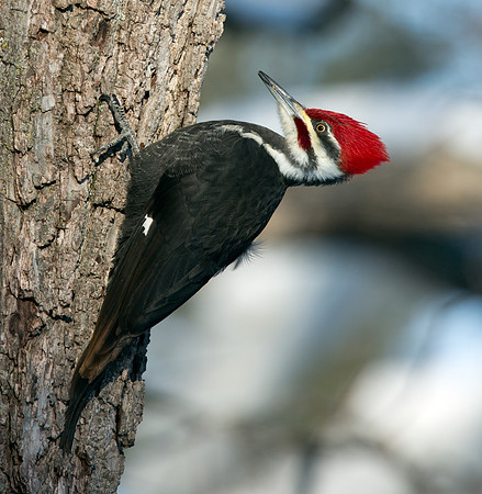 Pileated woodpecker (Hylatomus pileatus) Male