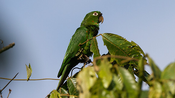 White-eyed Parakeet (Aratinga leucophthalma)