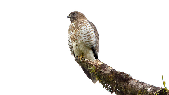 Broad-winged Hawk (Buteo platypterus)