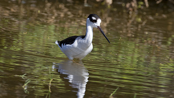 Black-necked Stilt (Himantopus mexicanus)