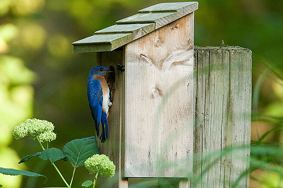 Eastern Bluebird (Sialia sialis)