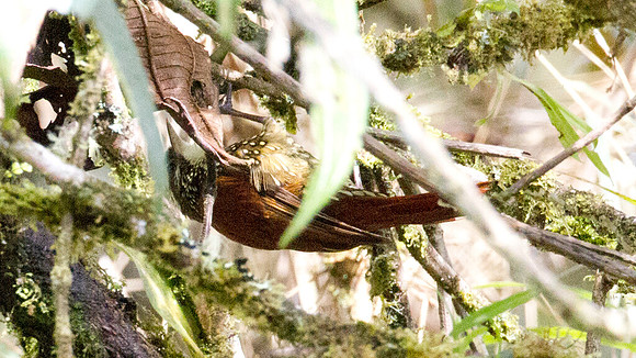 Pearled Treerunner (Margarornis squamiger)