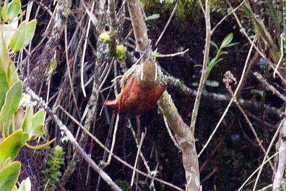 Pearled Treerunner (Margarornis squamiger)