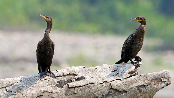 Neotropic Cormorant (Phalacrocorax brasilianus)
