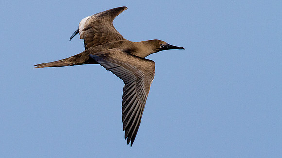 Red-footed Booby (Sula sula)