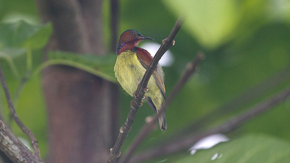 ?Red-throated Sunbird (Anthreptes rhodolaema)? male