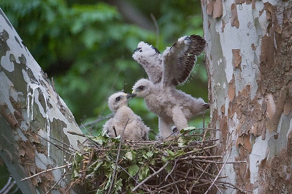 Red-shouldered Hawk (Buteo lineatus) juvenile