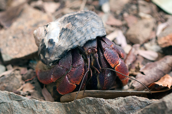 Caribbean hermit crab (Coenobita clypeatus)