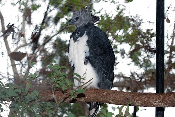Harpy Eagle (Harpia harpyja) captive