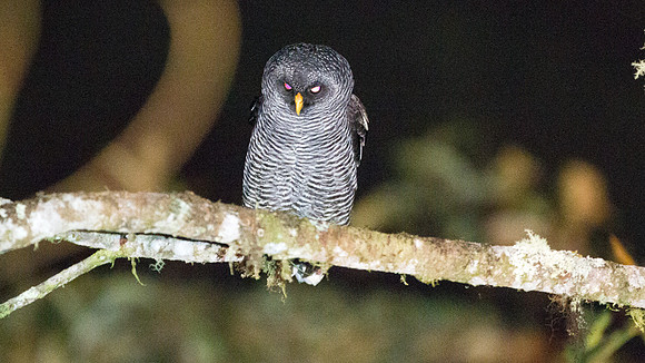 San Isidro "Mystery" Owl