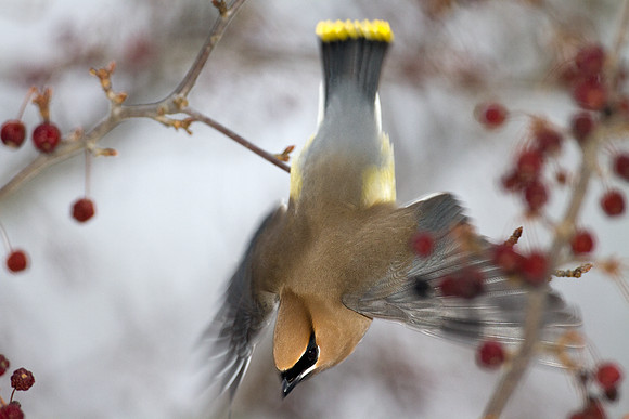 Cedar Waxwing (Bombycilla cedrorum)