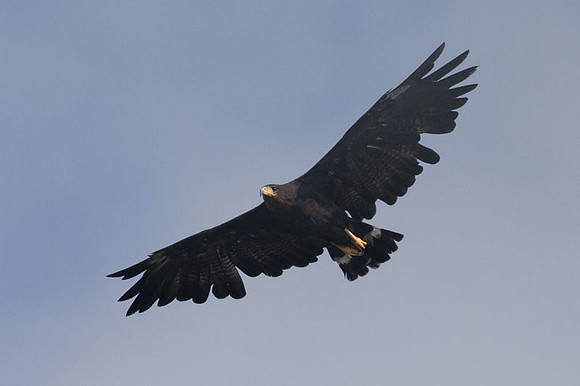 Common Black Hawk (Buteogallus anthracinus)