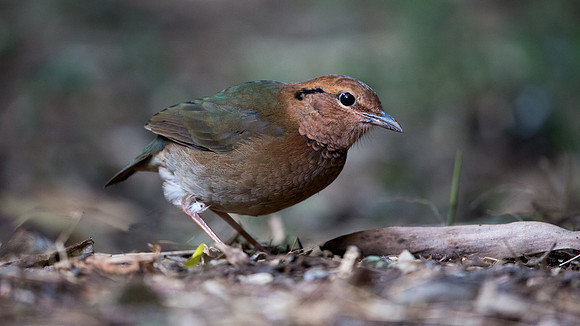 Rusty-naped pitta (Hydrornis oatesi) Male