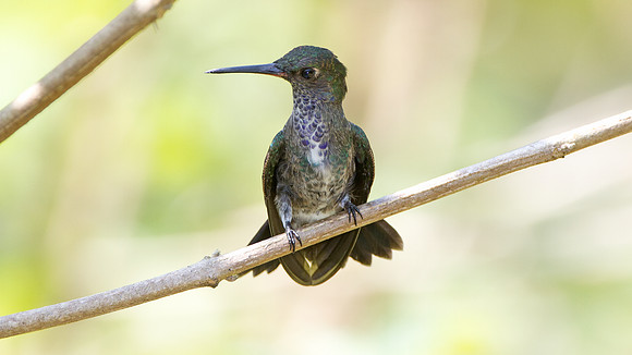 Sapphire-spangled Emerald (Amazilia lactea)