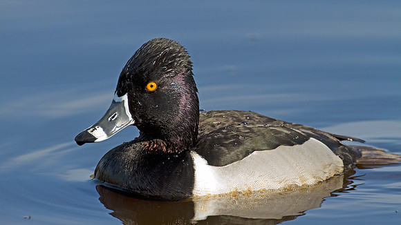Ring-necked Duck (Aythya collaris) male