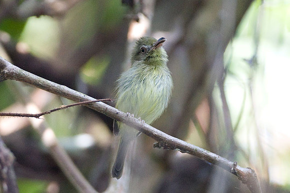 Southern Bentbill (Oncostoma olivaceum)