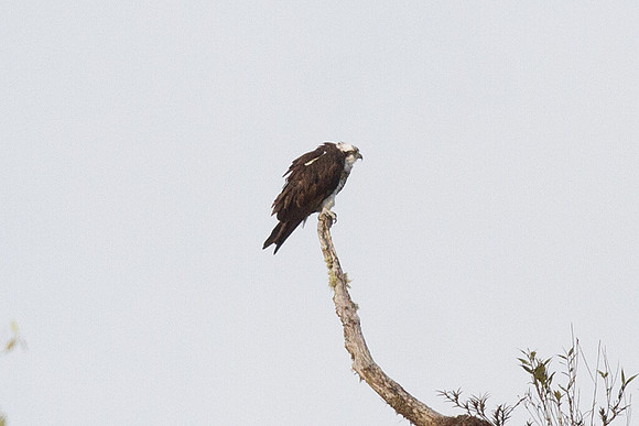 Osprey (Pandion haliaetus)